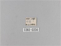 松大毛蟲藏品圖，第3張