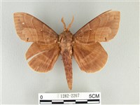 松大毛蟲藏品圖，第1張