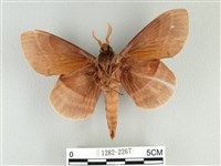 松大毛蟲藏品圖，第2張