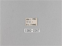 松大毛蟲藏品圖，第3張