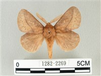 褐斜帶枯葉蛾藏品圖，第1張