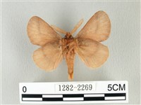 褐斜帶枯葉蛾藏品圖，第2張