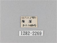 褐斜帶枯葉蛾藏品圖，第3張