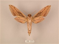 棕綠背線天蛾藏品圖，第2張