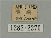 棕綠背線天蛾藏品圖，第3張