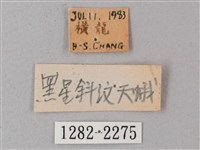 間斷斜紋天蛾藏品圖，第3張