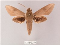 藏斜紋天蛾藏品圖，第1張