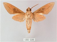 藏斜紋天蛾藏品圖，第2張