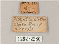 藏斜紋天蛾藏品圖，第3張