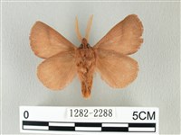 褐斜帶枯葉蛾藏品圖，第2張