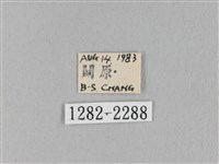 褐斜帶枯葉蛾藏品圖，第3張