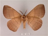 黑胸帶蛾藏品圖，第2張