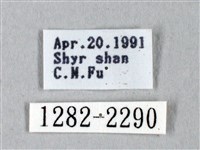 黑胸帶蛾藏品圖，第3張