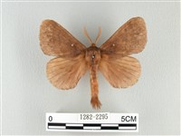 波紋枯葉蛾藏品圖，第1張