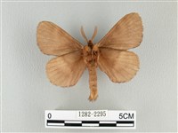 波紋枯葉蛾藏品圖，第2張