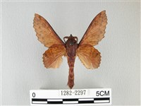 鋸緣枯葉蛾藏品圖，第1張