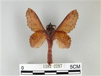 鋸緣枯葉蛾藏品圖，第2張