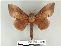 松大毛蟲藏品圖，第1張