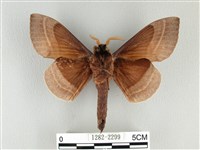 松大毛蟲藏品圖，第2張