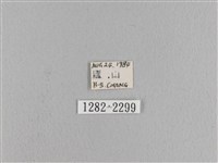 松大毛蟲藏品圖，第3張