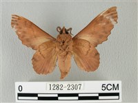 鋸緣枯葉蛾藏品圖，第2張