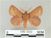 褐斜帶枯葉蛾藏品圖，第1張