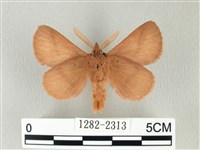 褐斜帶枯葉蛾藏品圖，第2張