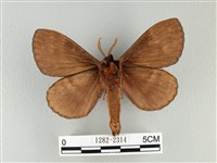 波紋枯葉蛾藏品圖，第2張