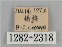 扁刺蛾藏品圖，第3張