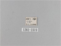 松大毛蟲藏品圖，第3張