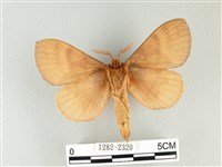 波紋枯葉蛾藏品圖，第2張