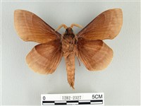 松大毛蟲藏品圖，第2張