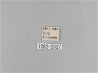 松大毛蟲藏品圖，第3張