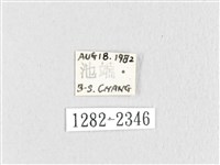 鋸紋枯葉蛾藏品圖，第3張