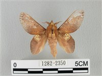 緣斑枯葉蛾藏品圖，第1張