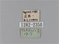 緣斑枯葉蛾藏品圖，第3張