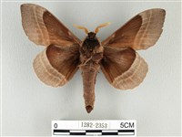 松大毛蟲藏品圖，第2張