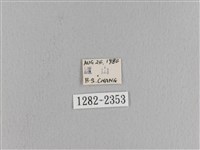 松大毛蟲藏品圖，第3張