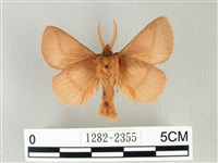 褐斜帶枯葉蛾藏品圖，第2張