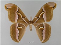 眉紋天蠶蛾藏品圖，第1張