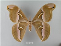 眉紋天蠶蛾藏品圖，第2張