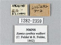 眉紋天蠶蛾藏品圖，第3張