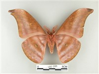 紅目天蠶蛾藏品圖，第2張