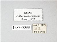 紅目天蠶蛾藏品圖，第3張