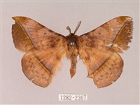 阿里山絨帶蛾藏品圖，第1張