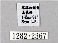 阿里山絨帶蛾藏品圖，第3張