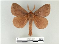 波紋枯葉蛾藏品圖，第1張