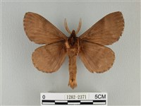 波紋枯葉蛾藏品圖，第2張