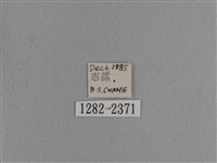 波紋枯葉蛾藏品圖，第3張