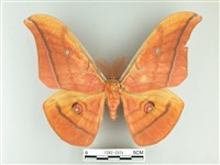 大透目天蠶蛾藏品圖，第1張